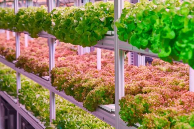 Zhejiang Plant Factory Grow Crops Efficiently with LED Light