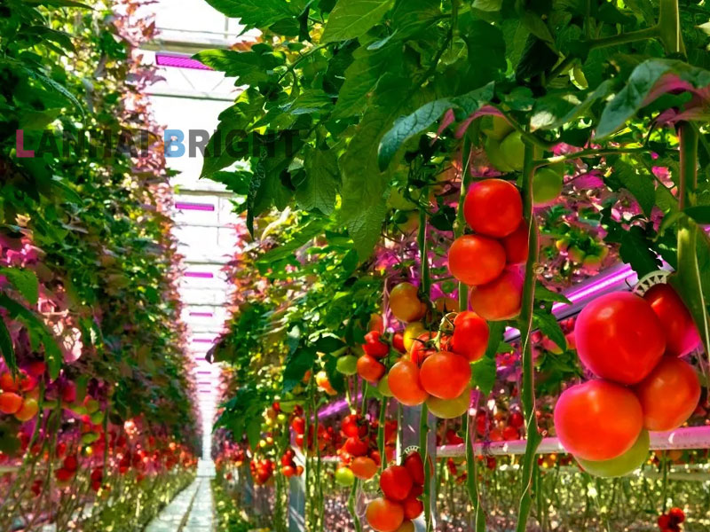 Tomato Growing