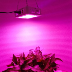 300W Double chips LED Beads Autoflower Growers Lighting Indoor Plant Growth Lamp Full Spectrum Led Grow Lights